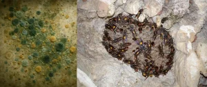 mold growth and pest nesting